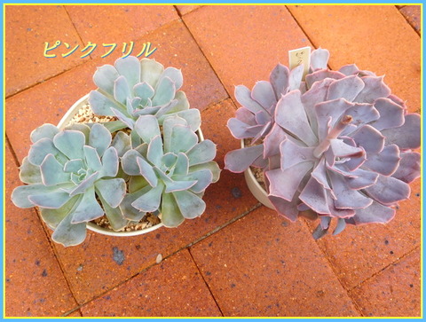 DSCN0316