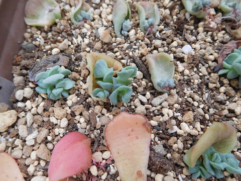 DSCN0172