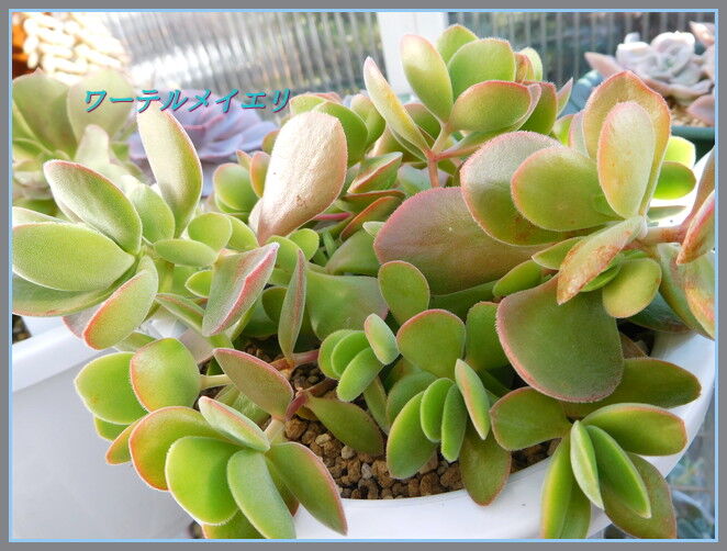 ワーテルメイエリのつぼみと薬瓶 手づくり 日々の暮らし