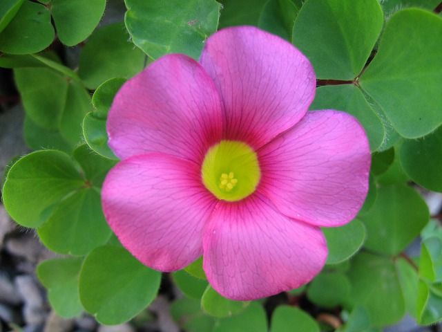 手づくり 日々の暮らし 私の春の庭 咲き始めた花たち
