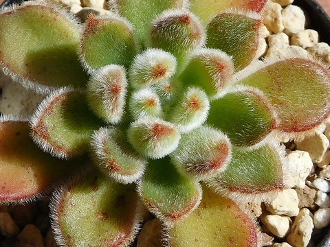 RSCN4098