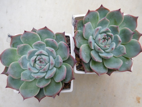 DSCN0899