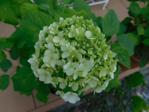 DSCN0175