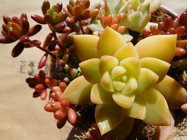 オウレイとメイゲツの変身 黄色とオレンジが可愛いです ブログ見てね 手づくり 日々の暮らし オウレイとメイゲツの変身 黄色とオレンジが可愛いです ブログ見てね 手づくり 日々の暮らし