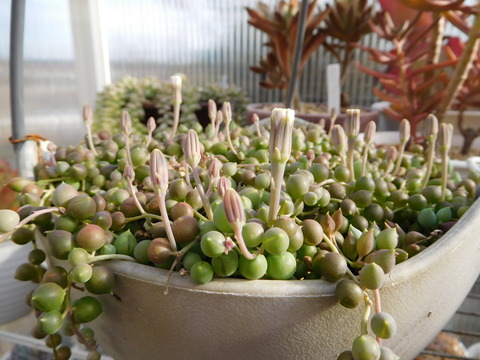 DSCN1506