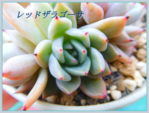 DSCN0438[1]