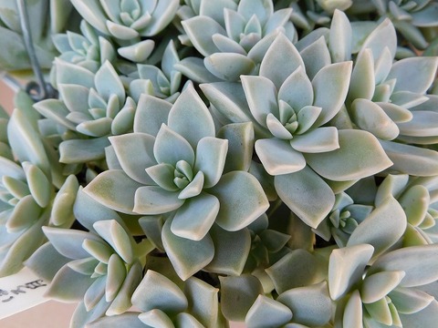 DSCN5760