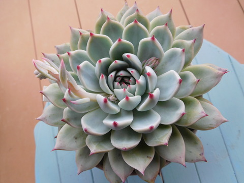 DSCN0890