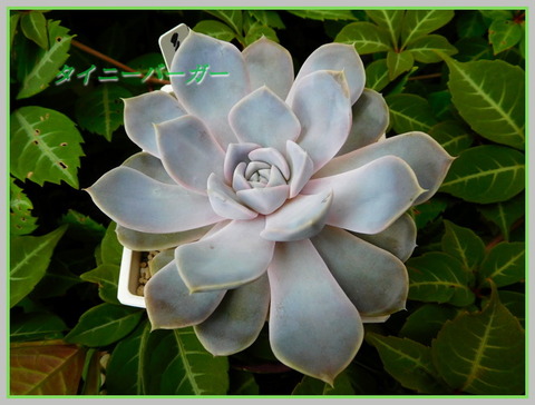DSCN0526