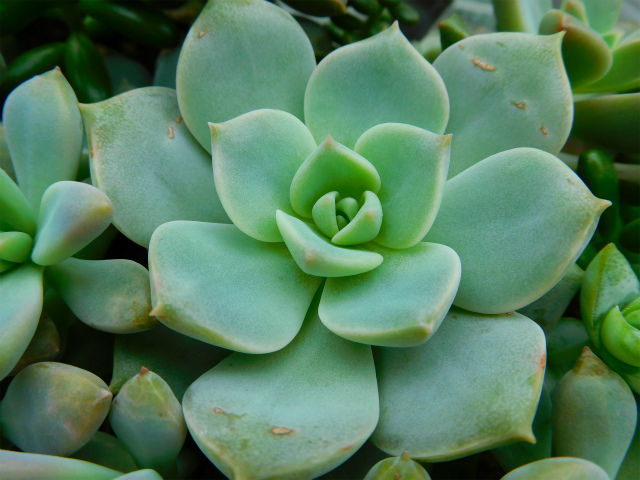 白牡丹多肉植物【葉挿し】 汗ばみ 白牡丹多肉植物【葉挿し】 汗ばみ