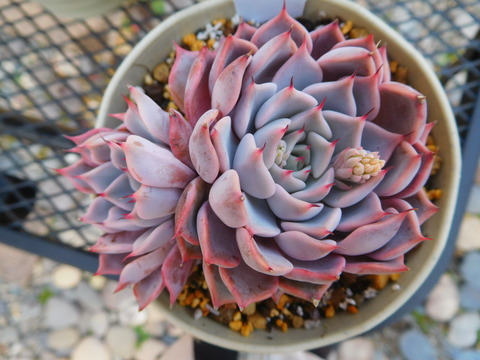 DSCN9929