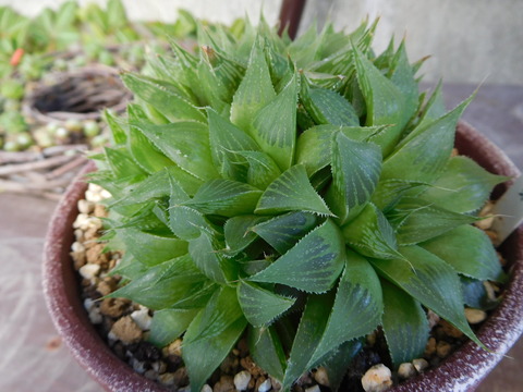 DSCN9896