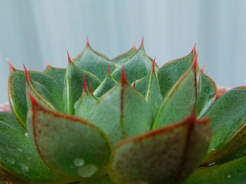 RSCN2938
