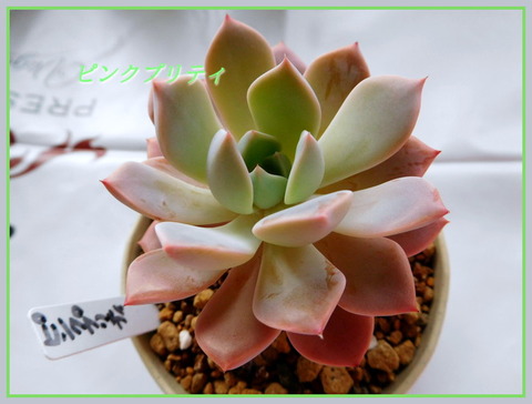DSCN0875