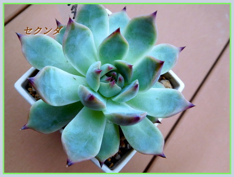 DSCN0929