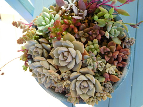 DSCN1007