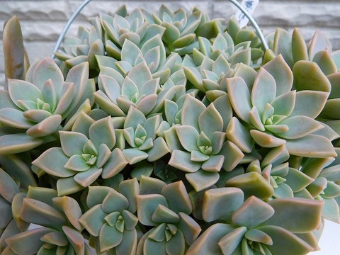 DSCN5763