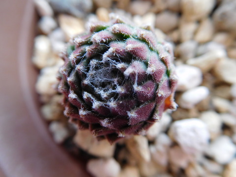 DSCN1593