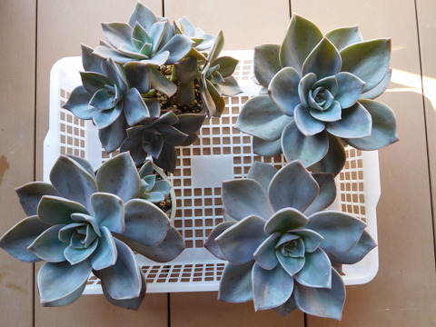 DSCN0119