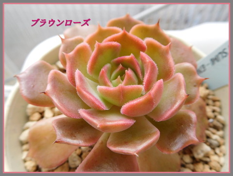 DSCN1030