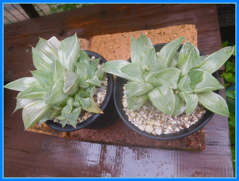 DSCN3673
