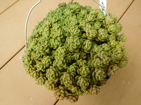DSCN0202