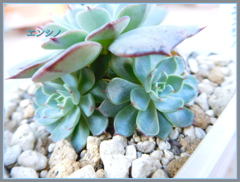 DSCN9953[4]