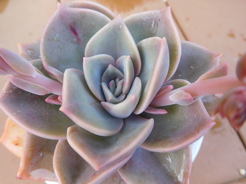 DSCN9398