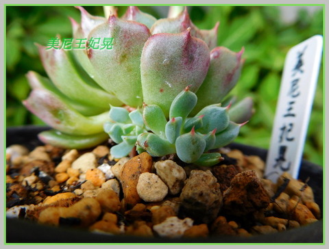 DSCN0486