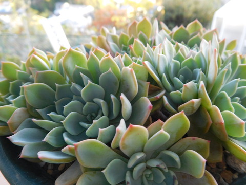 DSCN0396