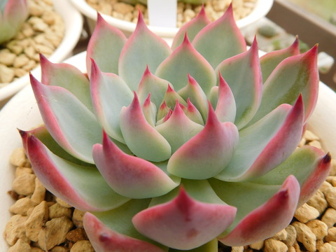 DSCN9958