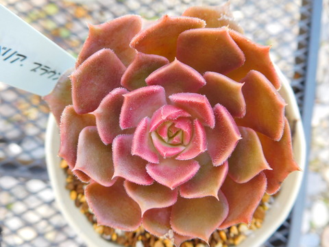 DSCN9920