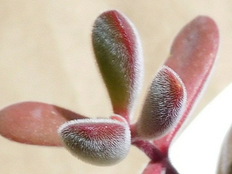 RSCN4087