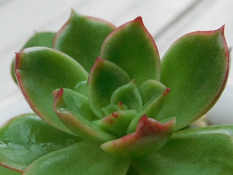 RSCN2960
