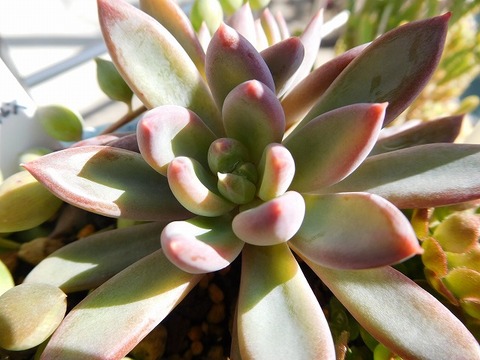 DSCN4074