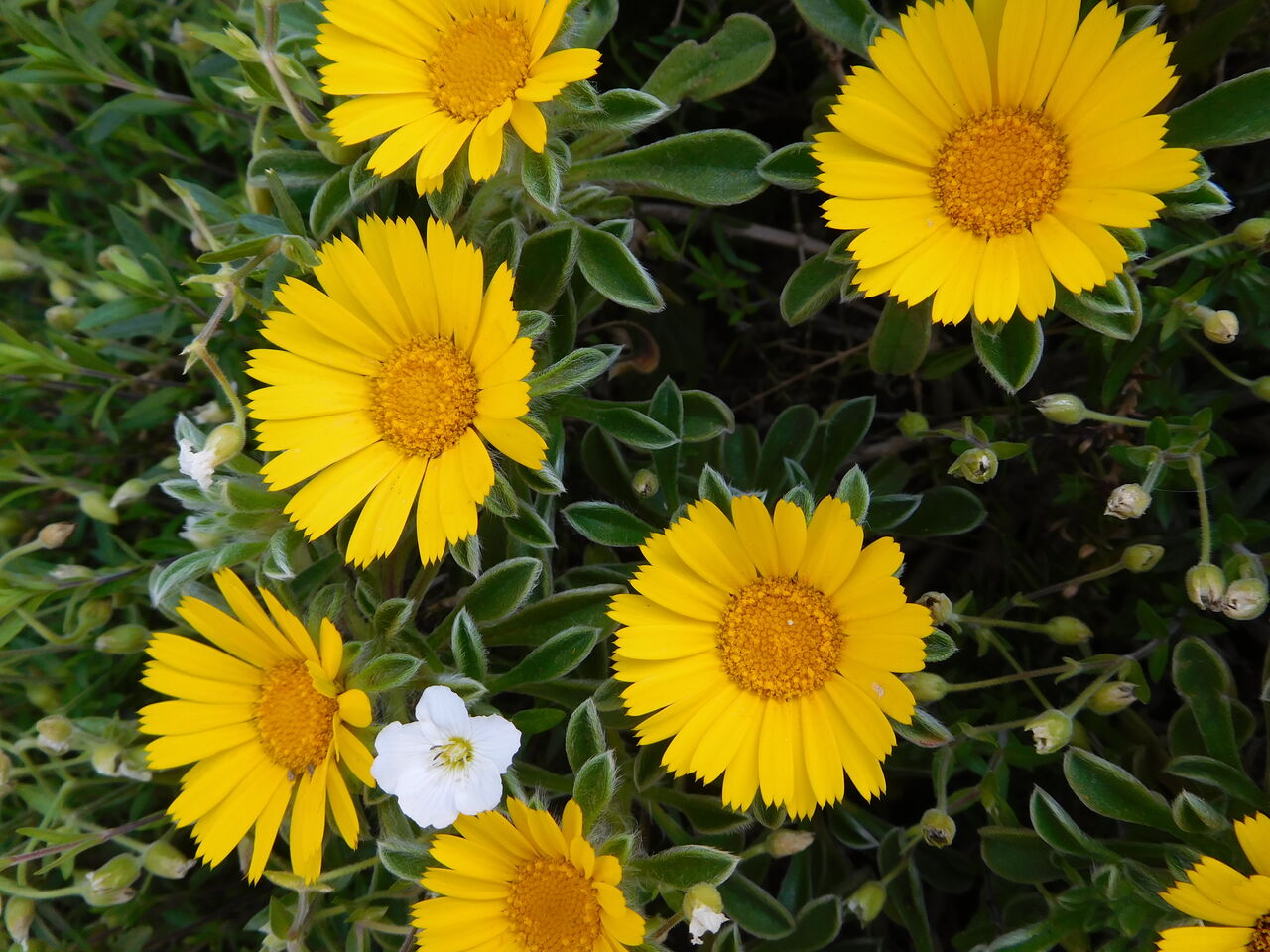 黒法師の艶あり艶なし 手づくり 日々の暮らし