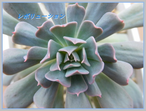 RSCN0337