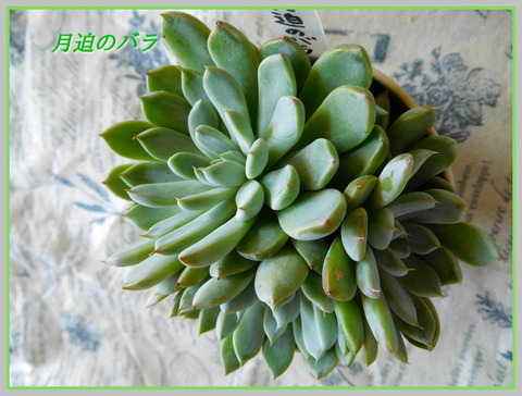 DSCN1027