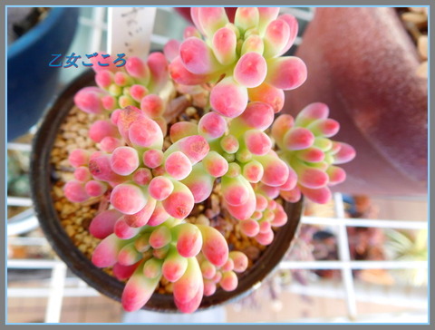 DSCN1606[1]