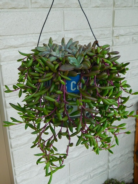 RSCN0088