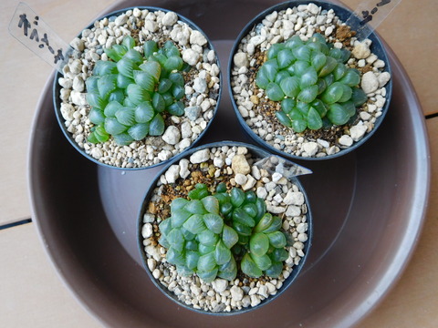 DSCN1554