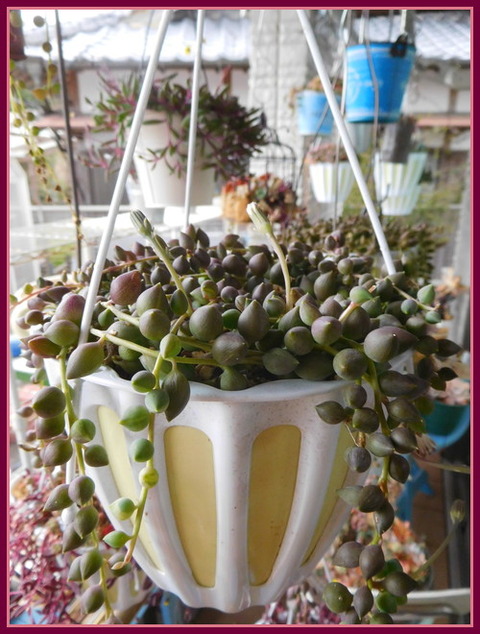 DSCN9954