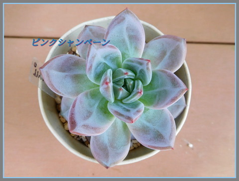 DSCN9934