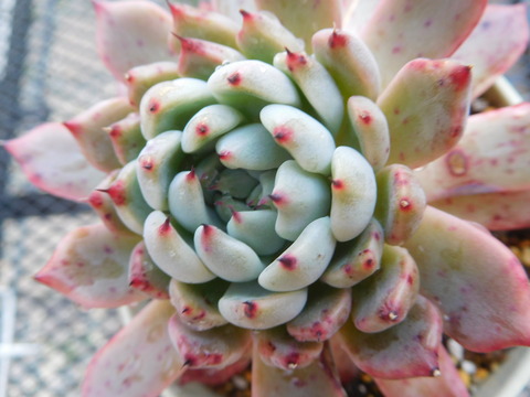 DSCN1474