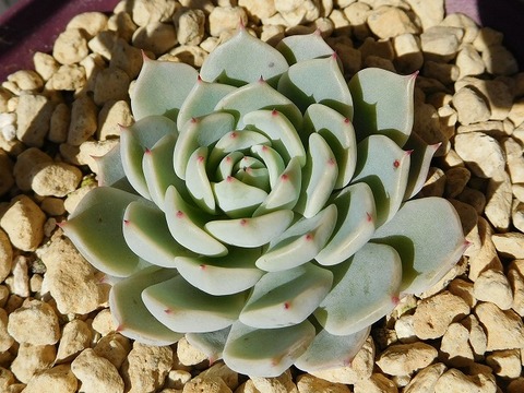 RSCN4085