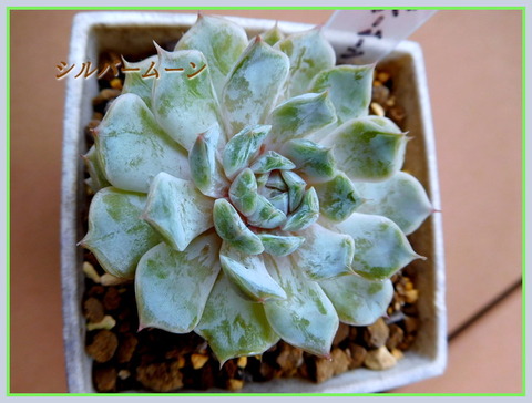 DSCN0928