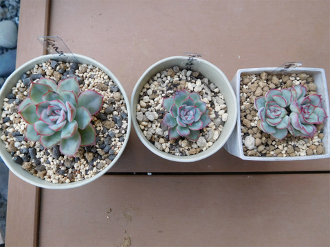 DSCN9985