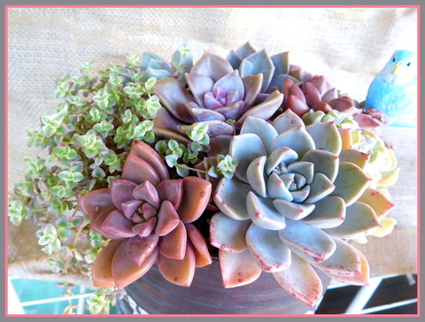 DSCN0484
