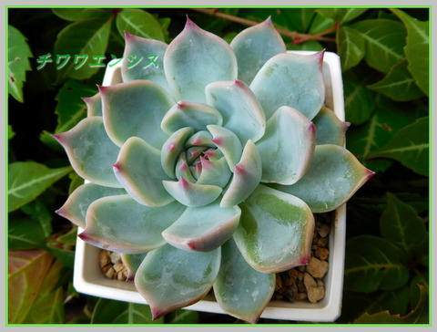 DSCN0516[1]