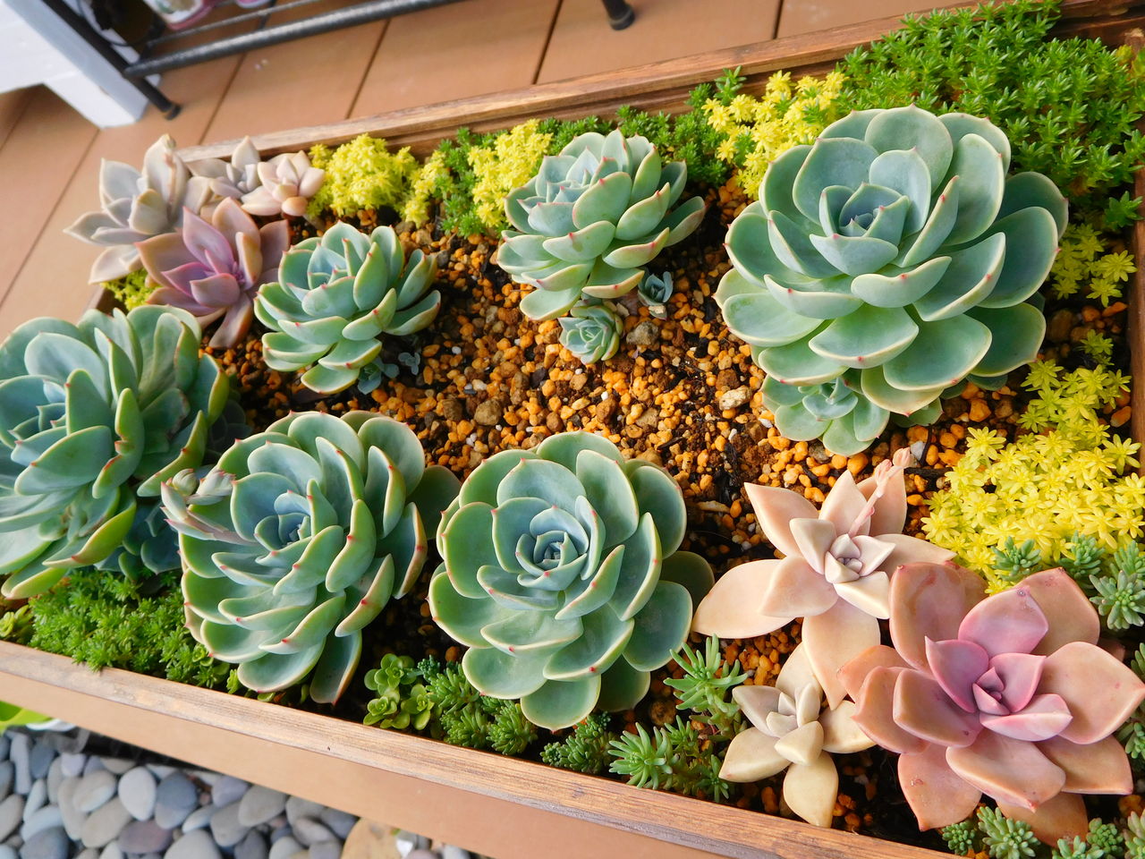 雨上がりの多肉と愛媛県愛南町の多肉 手づくり 日々の暮らし